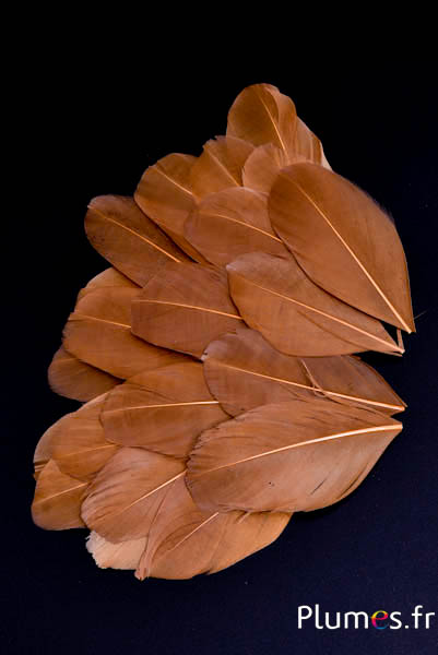 Pétales en plumes - 6-8 x 3-4 cm - châtaigne